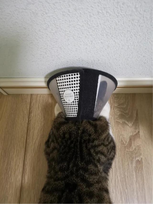 你什么时候被猫的智商震惊了？插图25