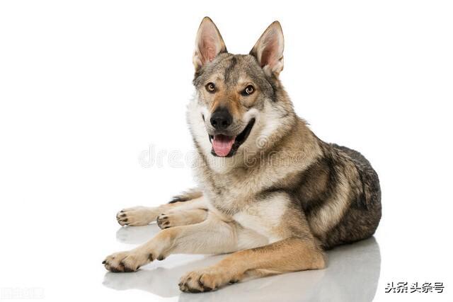 狂犬与蛮娇:你同意你的邻居“我家狗很乖，不咬人”的说法吗？ 狂犬与蛮娇30