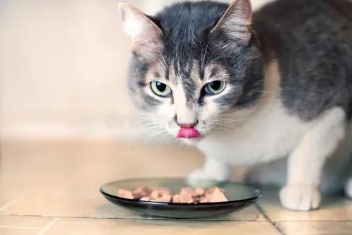 三文鱼边角料做猫饭:猫咪直接喂肉可以吗？需要注意什么？