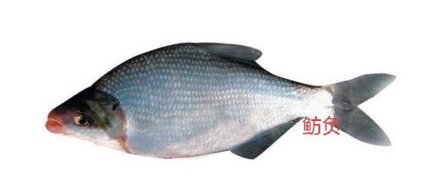 草鱼是杂食性鱼类吗，四五月分草鱼在哪个泳层如何钓到