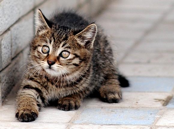 银折耳猫为什么不能养:请教一下这个猫的品种，好养吗？