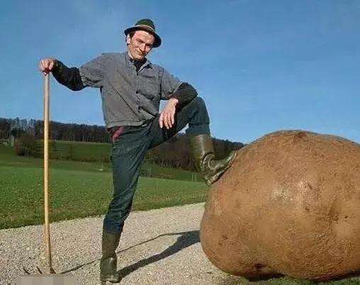 市面上的土豆越来越大，究竟和膨大剂有没有关系？你会吃吗？插图12