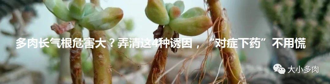 虹之玉叶片:请问这盆虹之玉茎杆上是怎么了？该怎么办？
