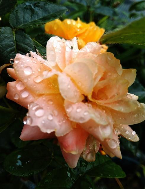 月季花品种介绍:月季花的品种都有哪些 盆栽月季花用什么品种好？
