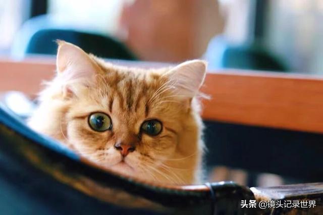 宠物图片:宠物图片大全可爱 如何拍摄展现飞禽走兽及家养宠物活泼可爱？