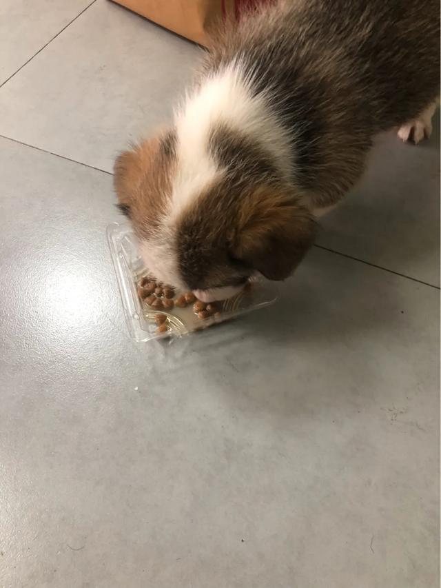 柯基多少钱一只:为什么柯基犬的价钱这么昂贵呢？