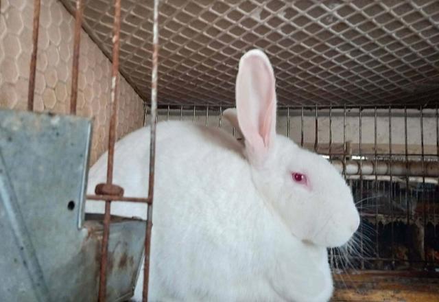 宠物兔子养殖:商品兔怎样饲养才能更快出栏？