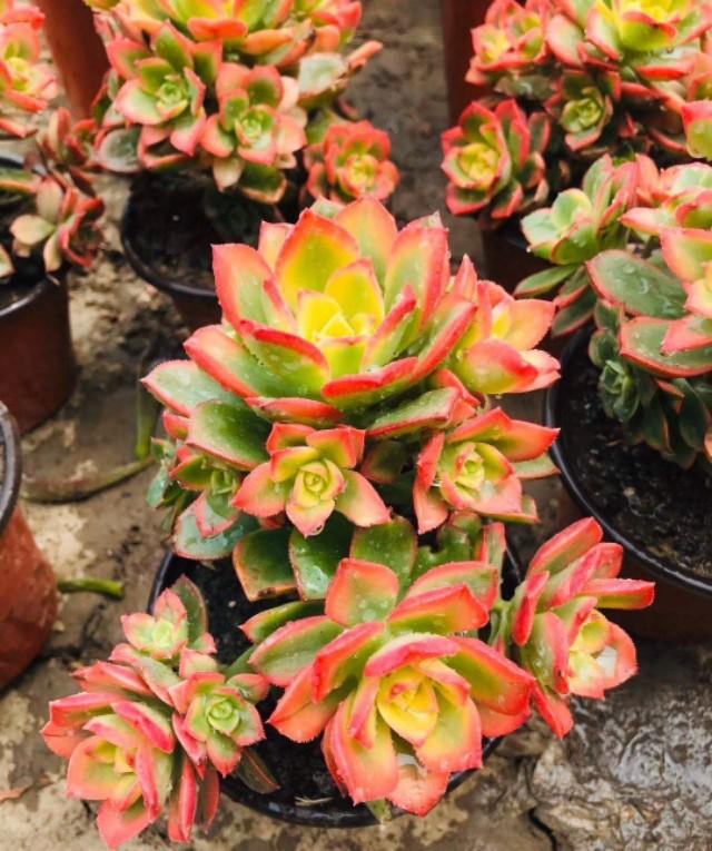 翡翠景天几天浇一次水:多肉植物浇水多久浇一次,每次都需要浇透吗？