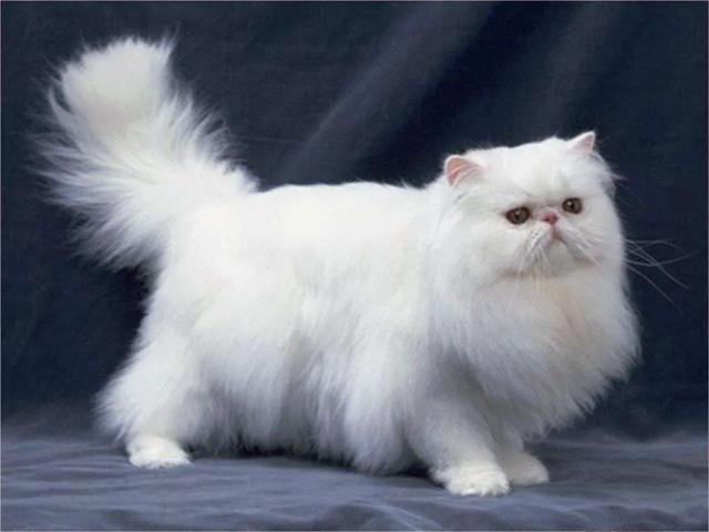 波斯猫图片:想养猫，孩子较小，要养什么品种的猫，有什么注意事项？