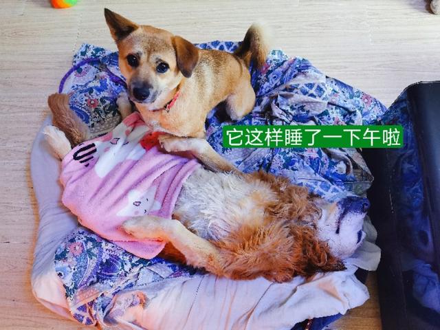 北京犬和京巴犬的区别:中华田园犬和宠物狗，区别在哪？如果是你，你会想养哪种狗？ 北京京巴犬多少钱一只