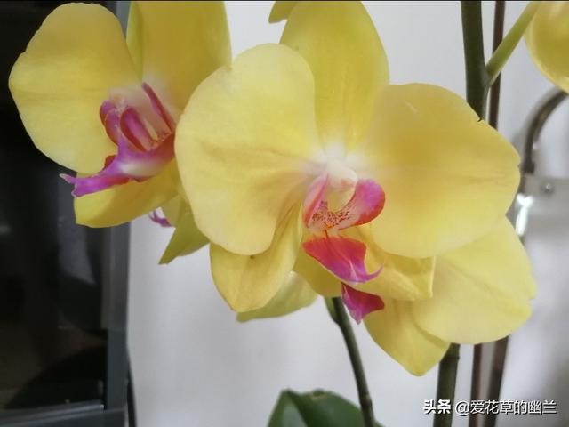 假昙花和蟹爪兰哪个好养:家养的花里，哪些花最好养？