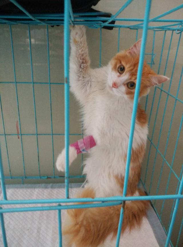 孟加拉国猫是活动量非常大的猫咪:两只猫咪总爱追逐跑酷，家里一团乱怎么办？