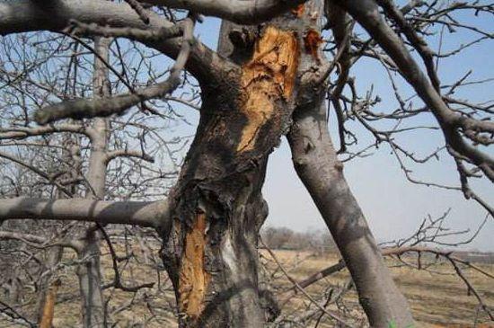 头条问答 - 浇什么水会造成大树枯萎?(190个回答)