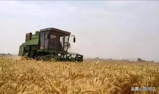 头条问答 年河南小麦成熟了 小麦产量咋样 一亩地收割费用多少钱 27个回答