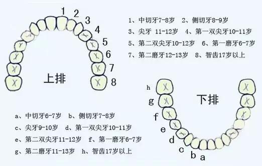 换多少颗牙齿:小孩一共要换多少个牙齿？