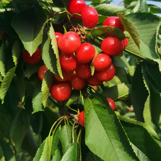 头条问答 - 瑞德大樱桃适合温室栽培吗?(3个回答)