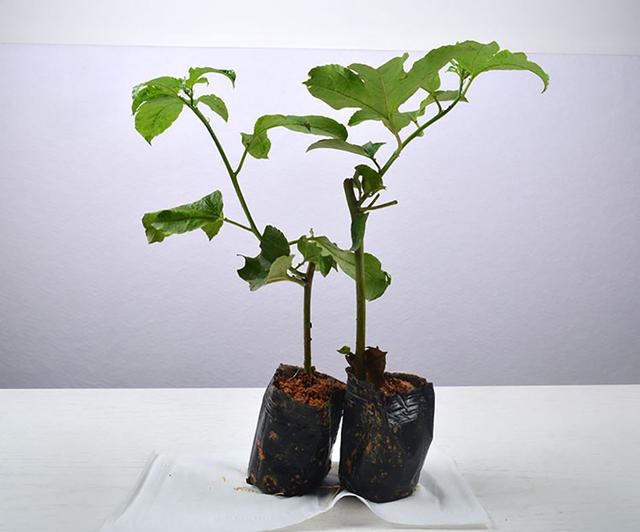 百香果是什么季节的水果,现在这个季节适合种百香果吗？