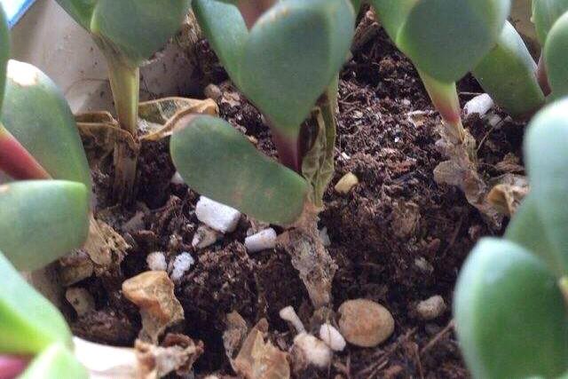 四季海棠茎腐病怎么治:小麦茎基腐病，怎么防治，后期怎么管理？