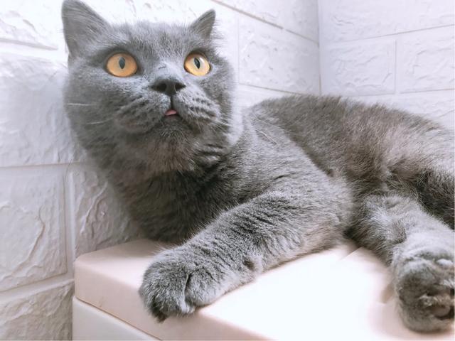 不爽猫表情包:新养了一只小奶猫，大猫不高兴，怎么办？