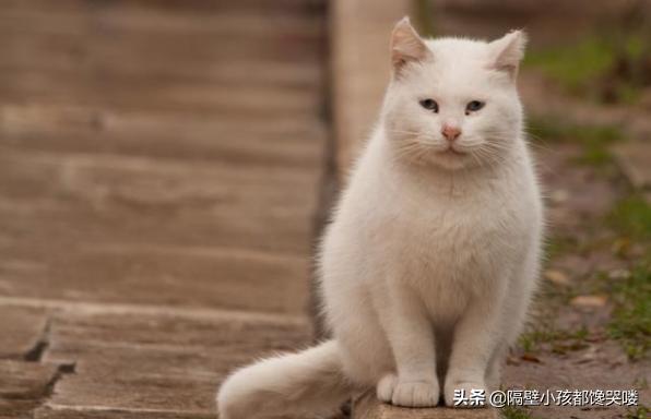 成都加菲猫是什么猫:央视的那只猫最后怎么样？ 加菲猫是什么品种的猫