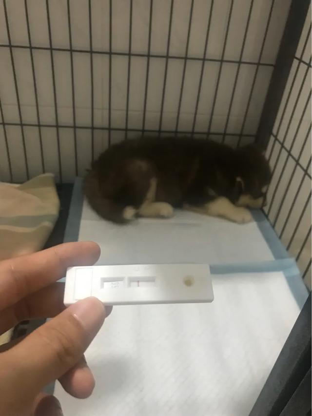 2个月小狗上吐下泻:2个月的金毛幼犬上吐下泻吃什么药？