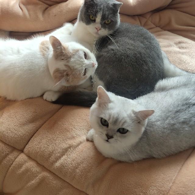英国短毛猫:为什么现在这么多人养灰色的英国短毛猫？