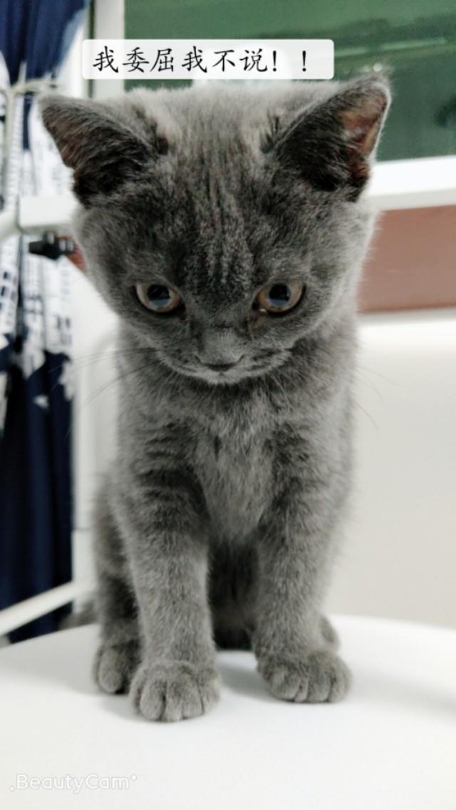 无猫毛价格:长相奇特的无毛猫，为什么还有人买它？