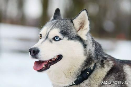 大型狗的种类和图片大全集:体型最大的猛犬可以打过非洲鬣狗吗？为什么？ 螺的种类和图片大全集