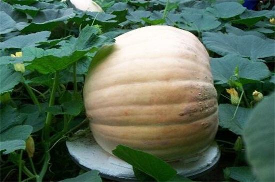 哪些南瓜品种适合春季种植 有哪些种植要点 头条问答