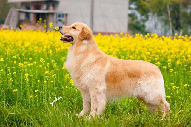 世界名犬图片名字:世界名犬介绍及图片 最近受欢迎的宠物犬种有哪些？它们的寿命有多长？