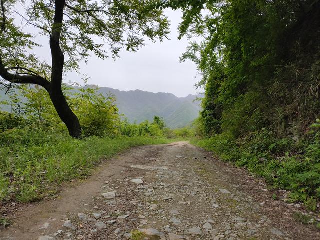新藤惠美:地里长了许多葛根藤，怎么清除？