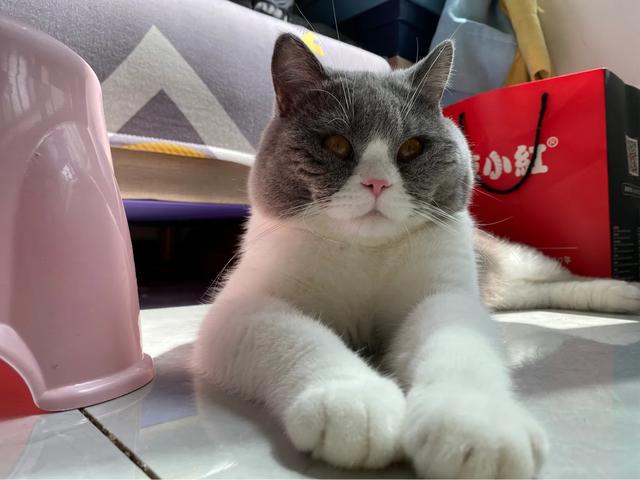 萌猫咪图片:我想大量云吸猫！请有猫咪的友友们发些你家猫咪的萌照给我看看？ 猫图片大全可爱