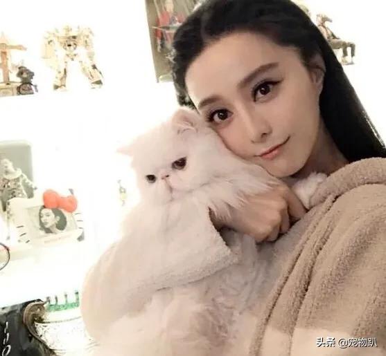 金希澈收养雪莉的猫:金希澈与momo恋爱了，你更希望爱豆对象是圈内人还是圈外人？