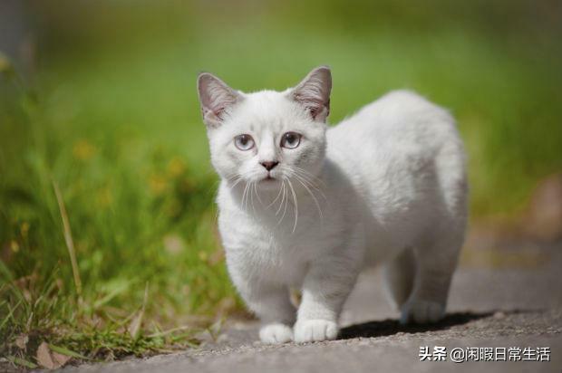 宠物小猫咪的品种:什么猫长不大又美又喜欢跟人互动？