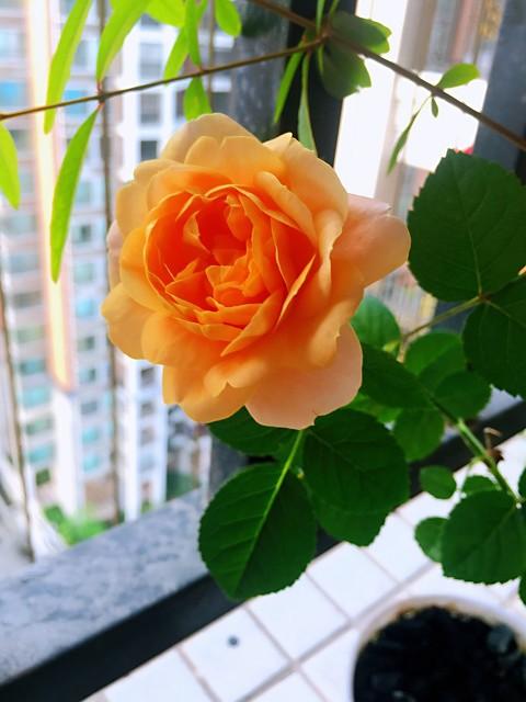 月季花品种介绍:月季花的品种都有哪些 盆栽月季花用什么品种好？