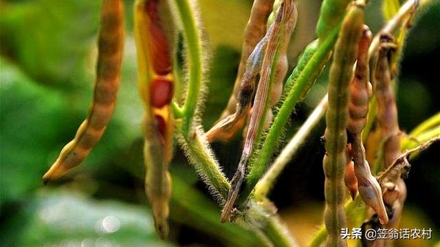 玉米地蚜虫怎么防治:种植小豆虫害较多如何防治？怎么科学种植增产？