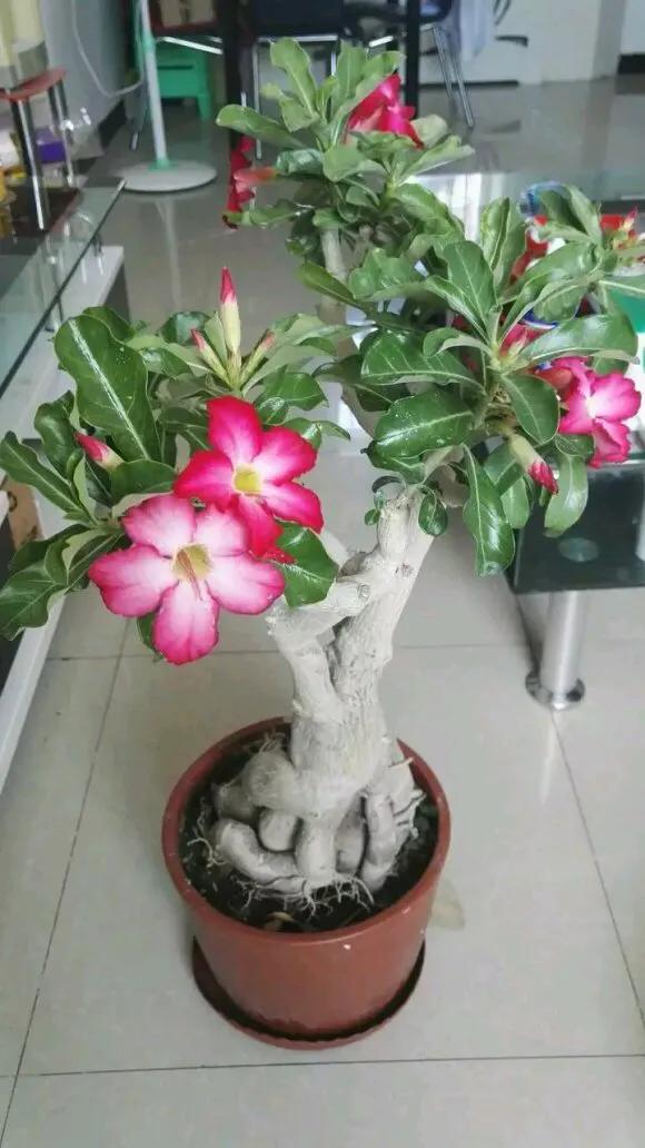 头条问答 砍头后沙漠玫瑰怎么养 19个回答