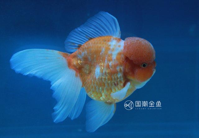 金鱼身上长白点怎么才能好:金鱼得了白点病怎么治疗？ 金鱼身上长白色小水泡怎么治