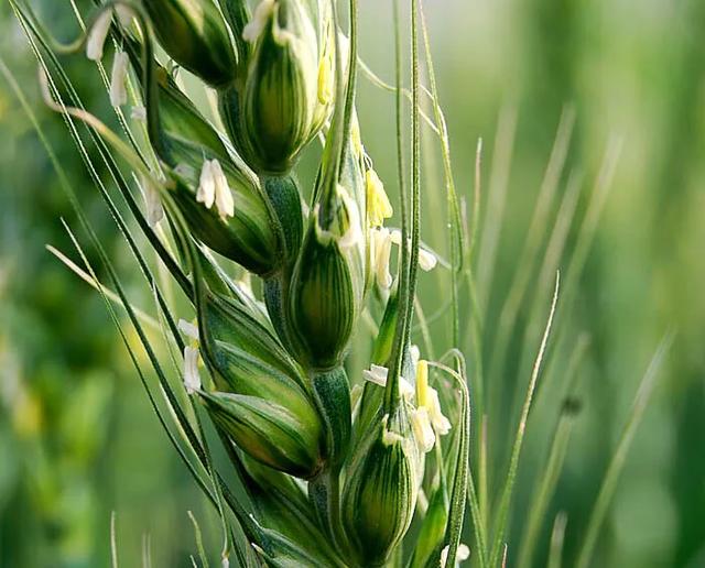 现在夜间最低温度5度对小麦开花授粉危害大吗?_生活常识_小高教学网