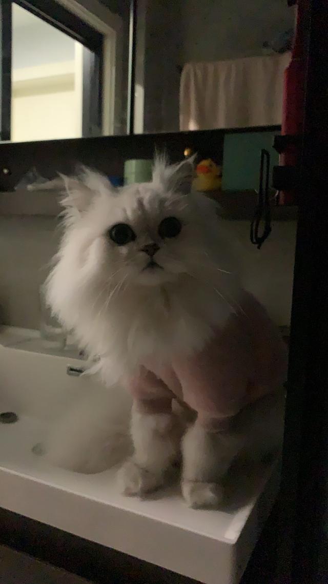 猫咪惊吓过度 会死吗:猫受到惊吓后有强烈的攻击性怎么办？