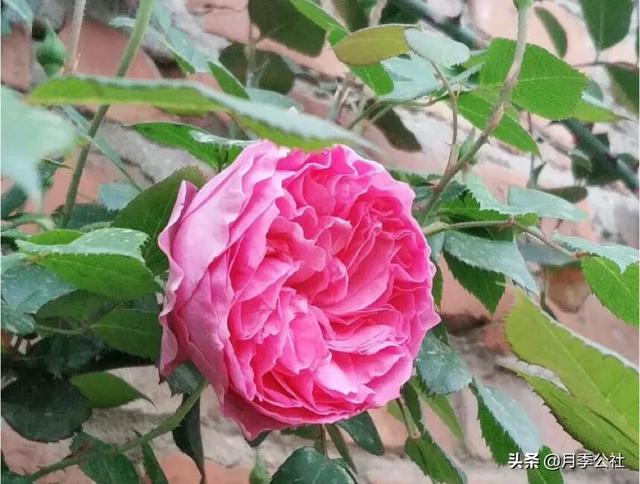 小狗种美丽鲜花:磷酸二氢钾适用于什么花？