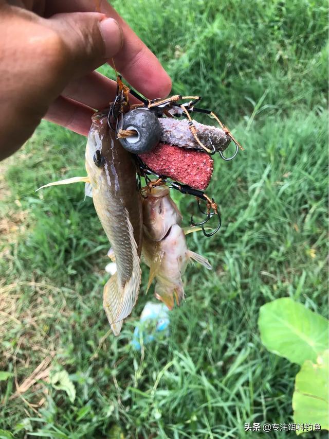 通心粉鼠对温度的要求:抛海竿为什么线总是绷不直？