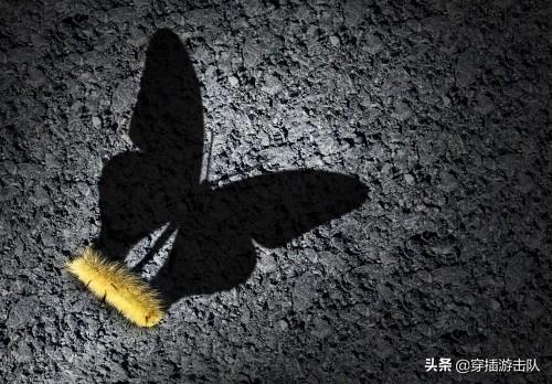 毛毛虫变蝴蝶的过程:小毛虫变成蝴蝶后会去哪儿会想什么做什么