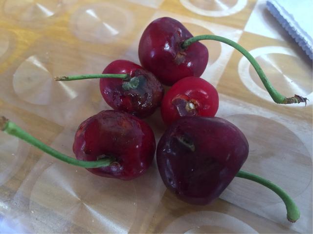 樱桃烂果是怎么回事_清洁门户