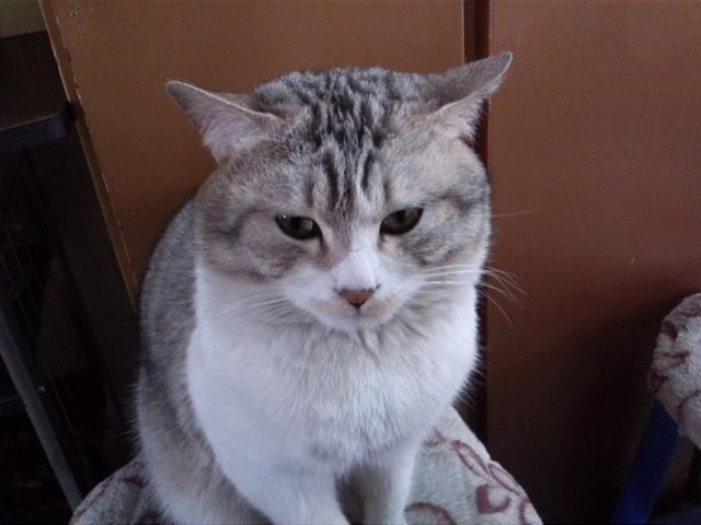 新手养猫注意事项两个月:养猫有哪些快速入门指南使新手铲屎官少走弯路？
