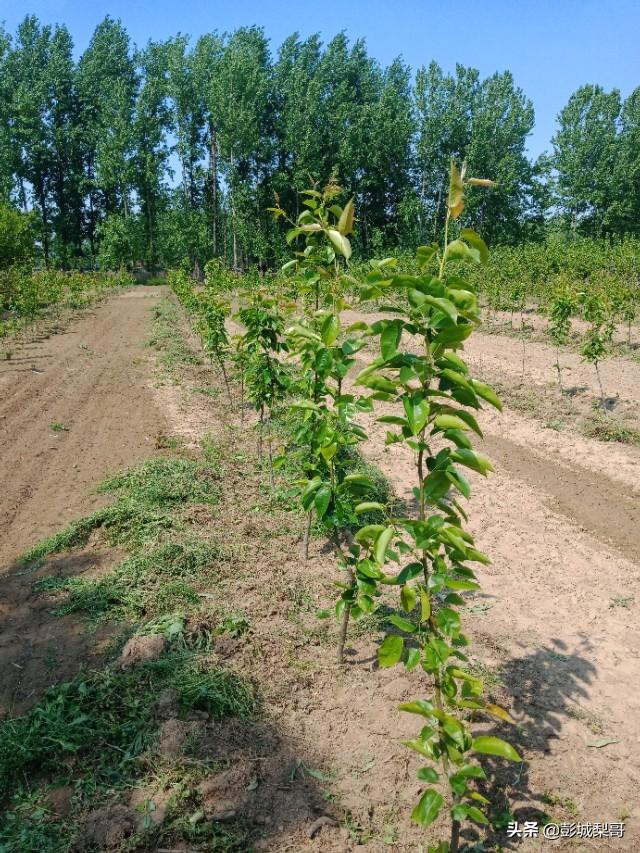 引鳄类是柱状直立吗:远古鳄类大小排行榜 当年梨树苗什么时侯定树身高？