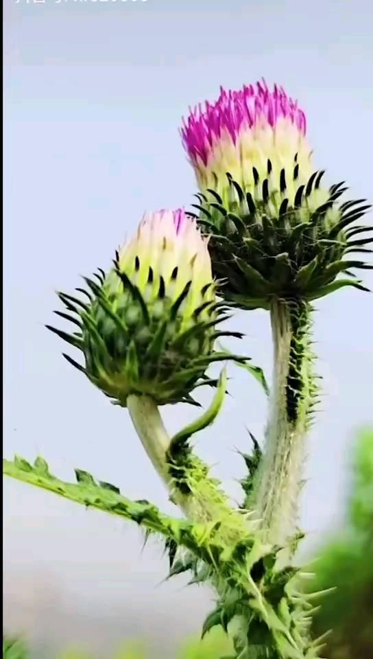 怎样做跨境电商视频（跨境电商专业拍摄义乌微距创意传媒有限公司怎么样）