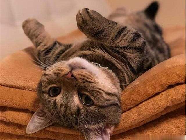 怎么确定猫认主人了 新闻:怎么确定猫认主人了新来家里三天 如何判断一只猫是对你真的有感情，还是只是为了混一口饭吃？