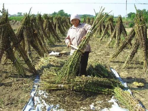 在农村种芝麻，为何要一根一根的去挑着割，而不是一次割完？