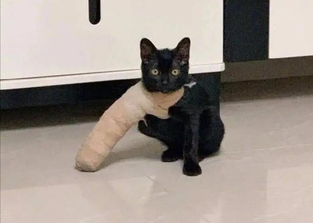 猫市长康复了吗:母猫高位截瘫，拉尿都不知，医院诊断无康复机会，我该咋办？